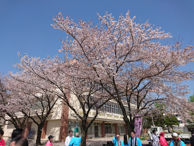 桜祭り①.jpg