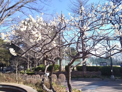 桜川てくてく会③.jpg